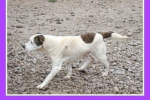 Amstaff mix,dla doświadczonych,aktywny pies ALBIN.