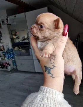 Cudowny piesek Chihuahua w kolorze brązowym o imieniu Dalwin, , Nowa Ruda