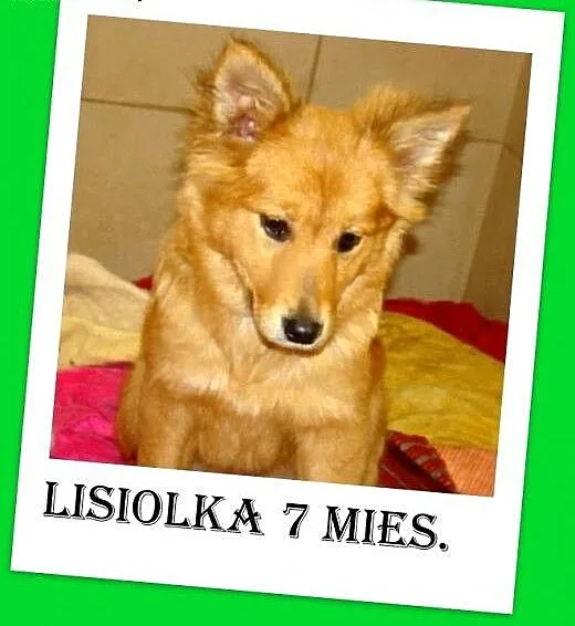 7 mies. szczeniak,średnia docelowo suczka LISIOLKA