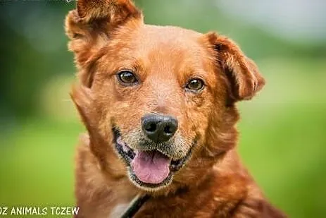 OTOZ Animals - Romek - wesoły trójłapek czeka na swoją szansę!,  pomorskie Tczew