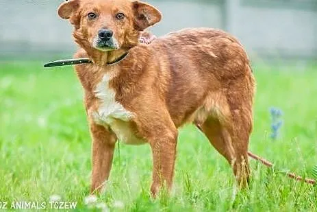 OTOZ Animals - Romek - wesoły trójłapek czeka na s