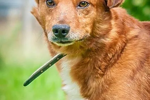 OTOZ Animals - Romek - wesoły trójłapek czeka na s