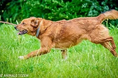 OTOZ Animals - Romek - wesoły trójłapek czeka na s