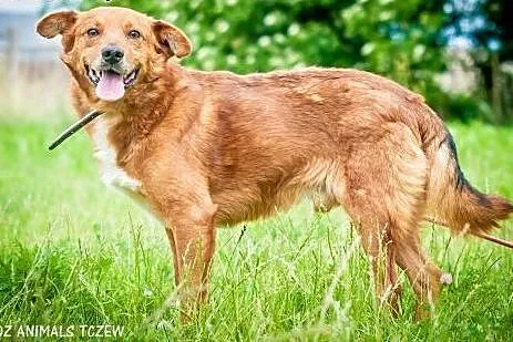 OTOZ Animals - Romek - wesoły trójłapek czeka na s