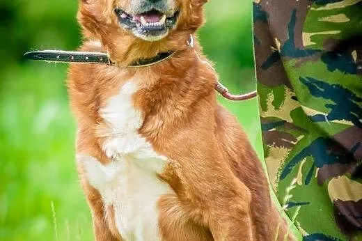 OTOZ Animals - Romek - wesoły trójłapek czeka na s