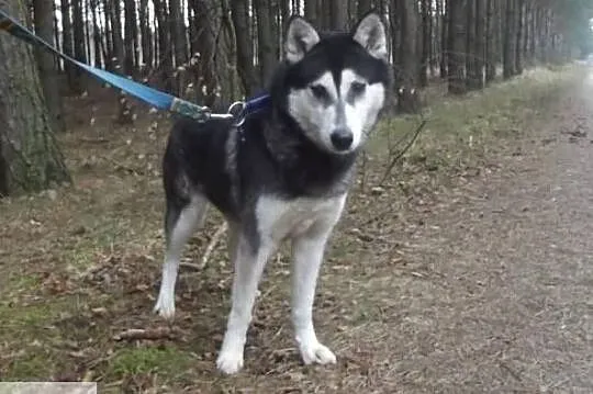 Diana piękna sunia husky szuka kochającego domku, Warszawa