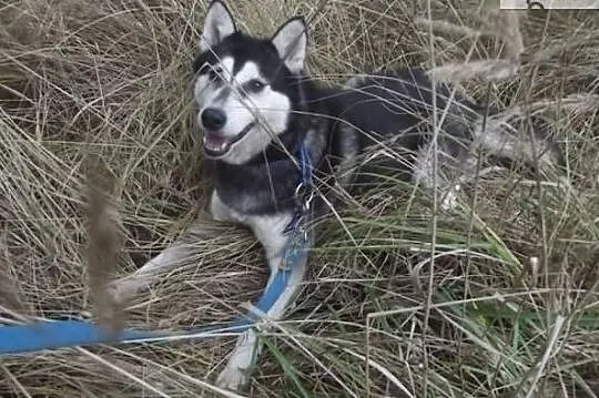 Diana piękna sunia husky szuka kochającego domku, Warszawa