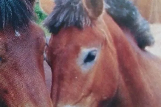 Sprzedam młode zróbki