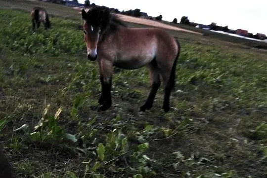 Sprzedam młode zróbki, , Stary Osów