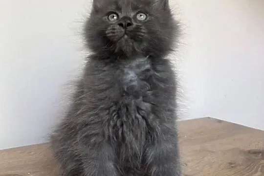 Maine Coon - Niebieski kocurek !