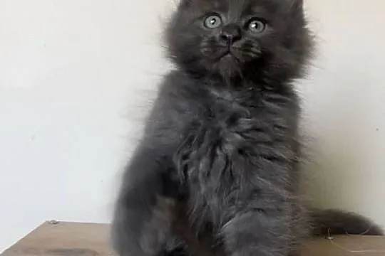 Maine Coon - Niebieski kocurek !, Dolnośląskie, Wińsko