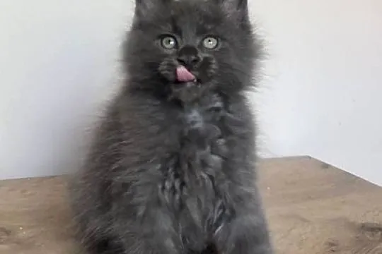 Maine Coon - Niebieski kocurek !, Dolnośląskie, Wińsko