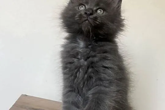 Maine Coon - Niebieski kocurek !, Dolnośląskie, Wińsko