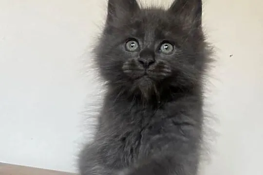 Maine Coon - Niebieski kocurek !, Dolnośląskie, Wińsko