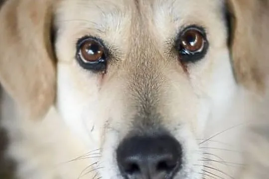 Łagodna Fanta, wspaniała i wyjątkowa sunia ADOPCJA, Pomorskie, Gdańsk