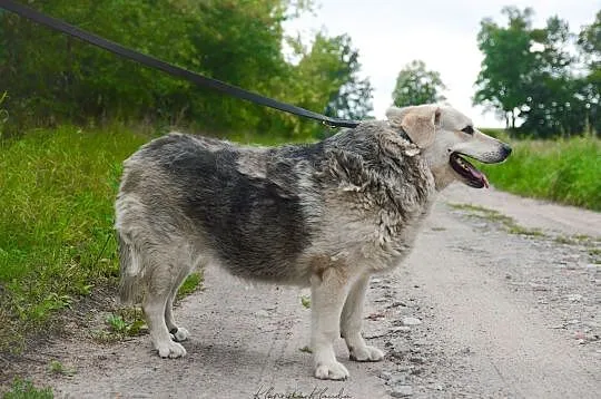 Łagodna Fanta, wspaniała i wyjątkowa sunia ADOPCJA, Pomorskie, Gdańsk