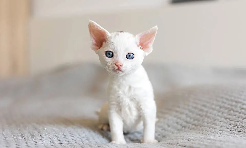 Kocurek Devon Rex - Biały - Tęczowy Agat, Wielkopolskie, Kaźmierz