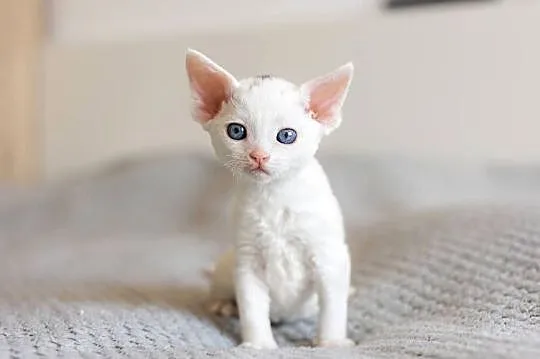 Kocurek Devon Rex - Biały - Tęczowy Agat, Wielkopolskie, Kaźmierz
