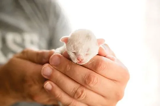 Kocurek Devon Rex - Biały - Tęczowy Agat, Wielkopolskie, Kaźmierz