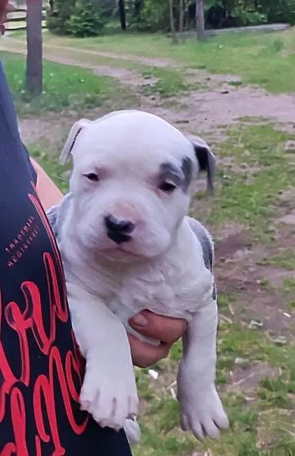 Szczeniaki Amstaff, Łódzkie, Tomawa
