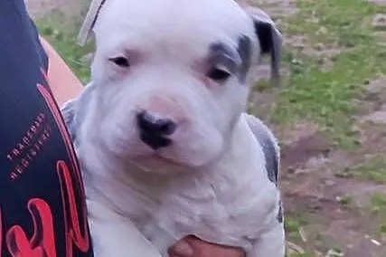 Szczeniaki Amstaff