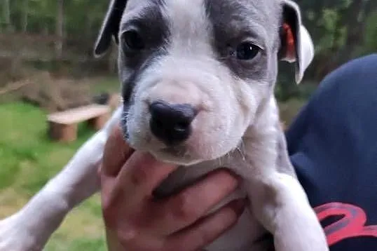 Szczeniaki Amstaff, Łódzkie, Tomawa