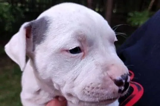 Szczeniaki Amstaff, Łódzkie, Tomawa