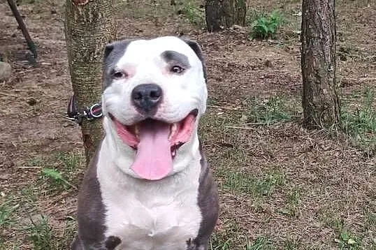 Szczeniaki Amstaff, Łódzkie, Tomawa