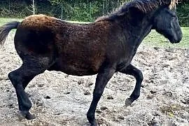 Ogierek Hucuł Weekend po Luksus