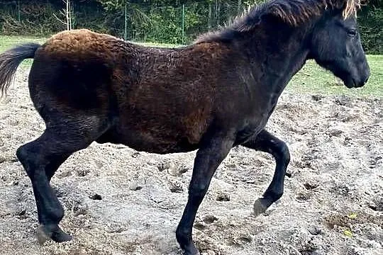 Ogierek Hucuł Weekend po Luksus
