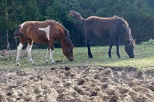 Ogierek Hucuł Weekend po Luksus, Lubelskie, Zamość