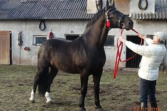 Stanówka ogierem 