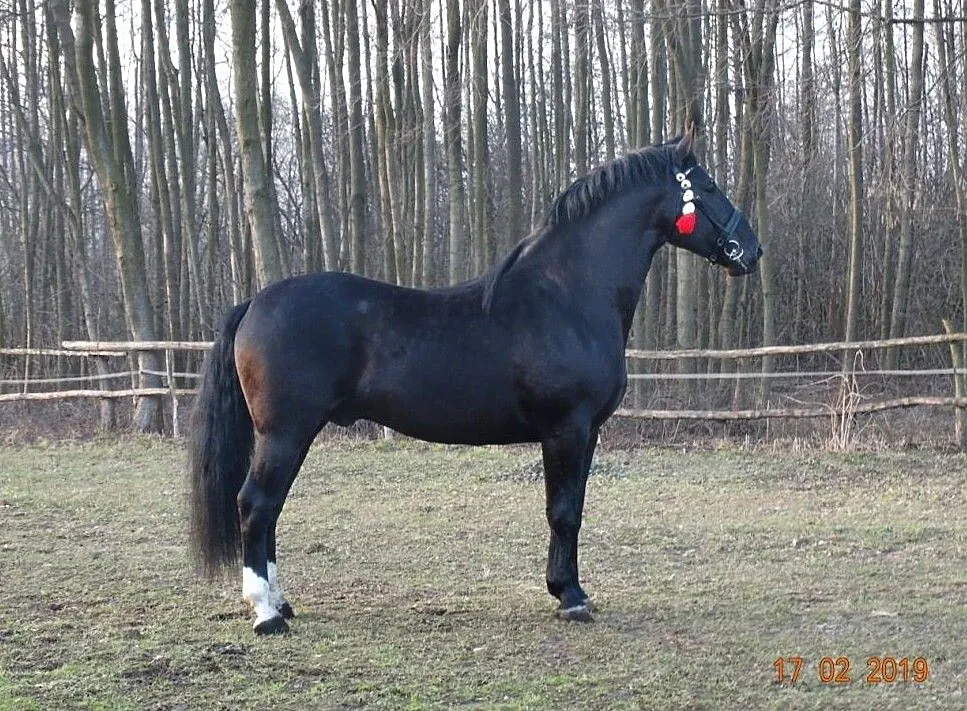 Stanówka ogierem