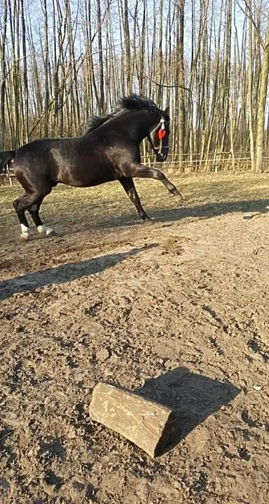 Stanówka ogierem