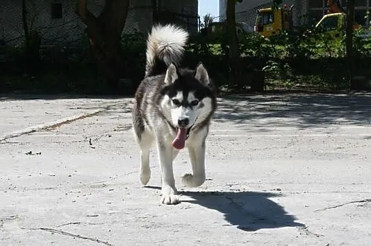 Bolo w typie Syberian Husky