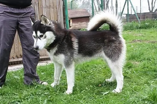 Bolo w typie Syberian Husky