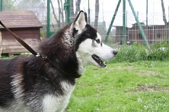 Bolo w typie Syberian Husky