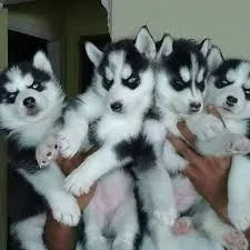 Szczeniak czarno-biały niebieskooki Siberian Husky rodowód ZKwP FCI  +44 7535 295266 krakow, , Warta Bolesławiecka