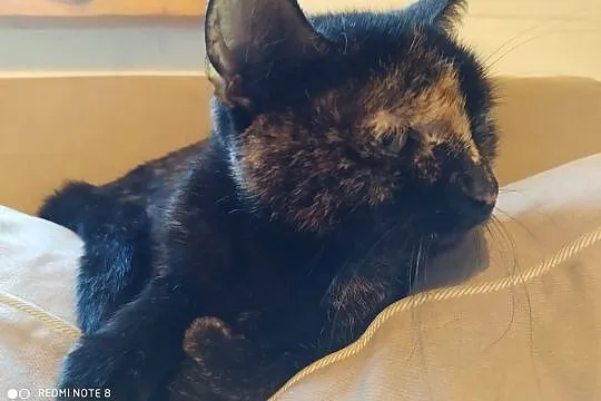 Haga - kocia dama do adopcji, Mazowieckie, Warszawa