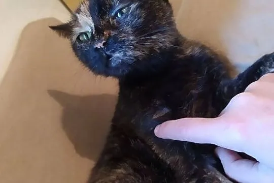 Haga - kocia dama do adopcji, Mazowieckie, Warszawa