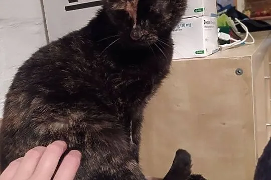 Haga - kocia dama do adopcji, Mazowieckie, Warszawa
