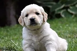 Golden Retriever szczenięta ZKWP FCI