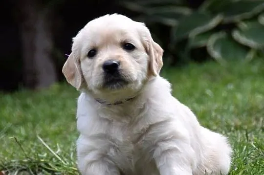 Golden Retriever szczenięta ZKWP FCI