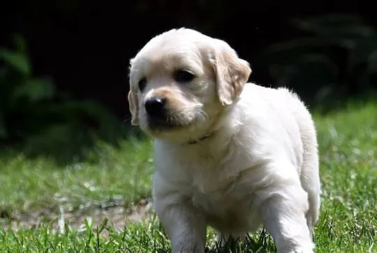 Golden Retriever szczenięta ZKWP FCI, Mazowieckie, Łochów