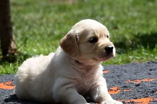 Golden Retriever szczenięta ZKWP FCI, Mazowieckie, Łochów