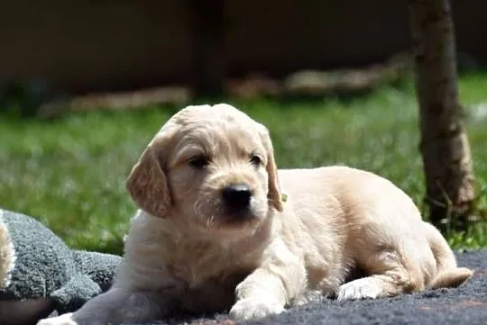 Golden Retriever szczenięta ZKWP FCI, Mazowieckie, Łochów