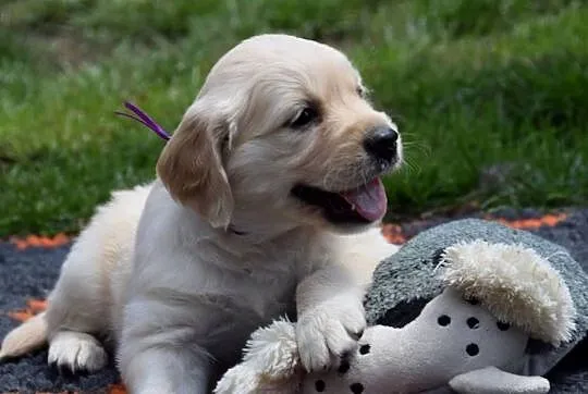 Golden Retriever szczenięta ZKWP FCI, Mazowieckie, Łochów