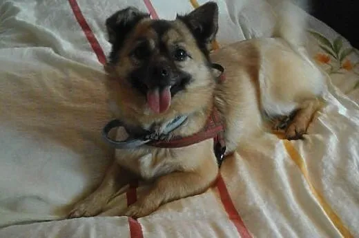 Neko radosna mała suczka szuka wspaniałego domu,  