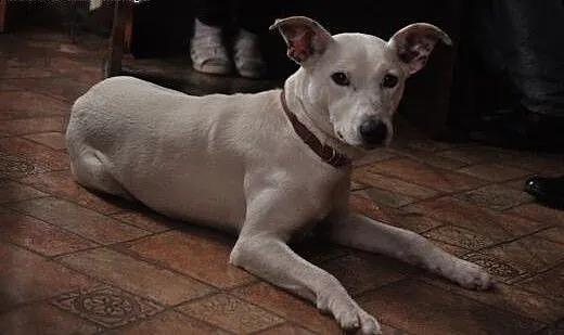 Idealna śnieżynka Kejsi do adopcji!, dolnośląskie