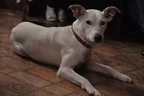 Idealna śnieżynka Kejsi do adopcji!,  dolnośląskie